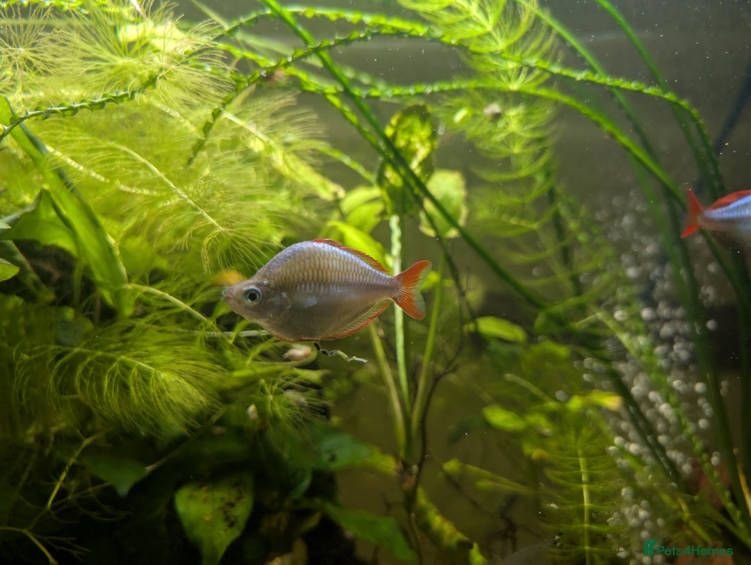 Plecos fish for sale: Cracked Zebra Plecos, Clown Plecos and More  - Advert 1