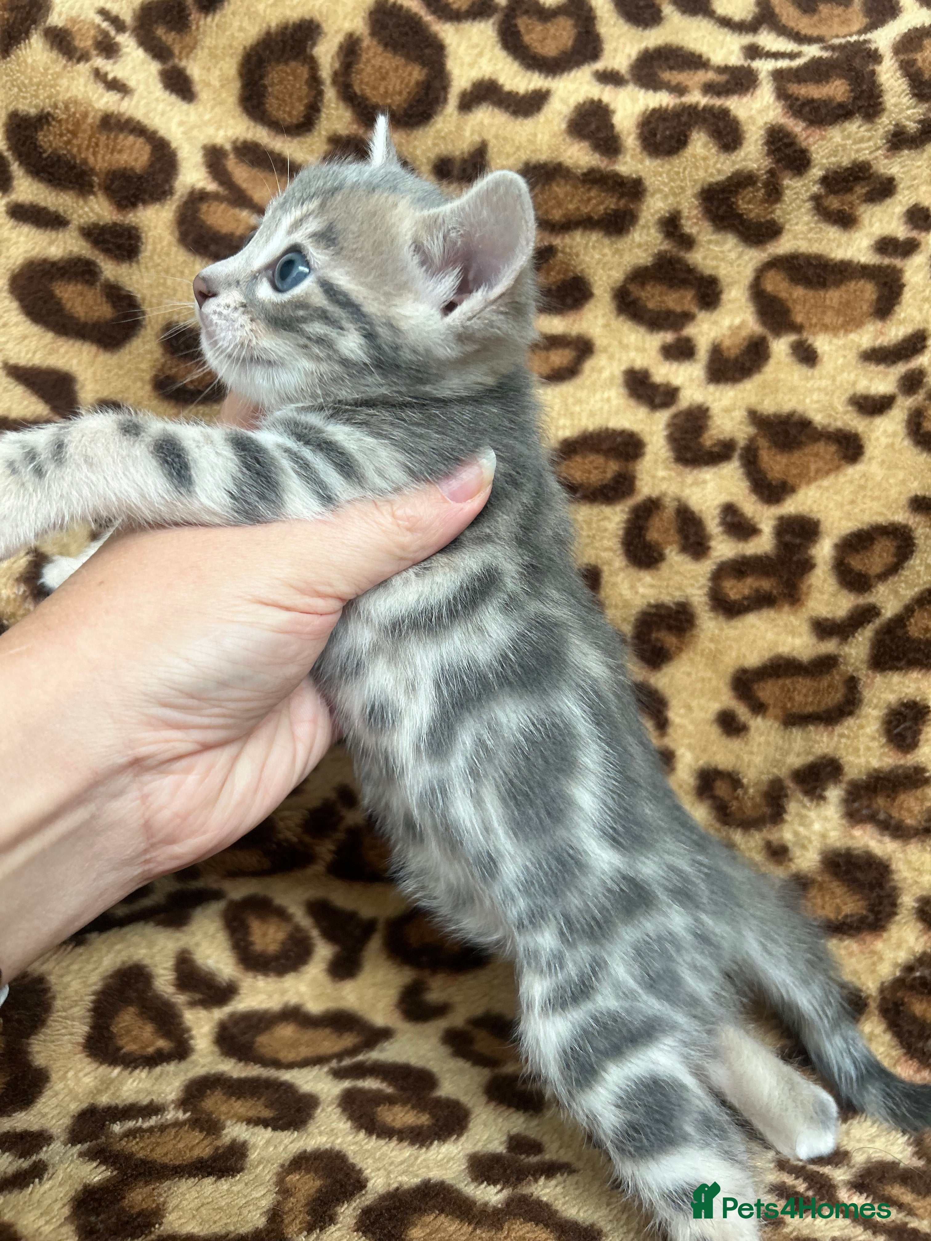 Bengal cats Beautiful Litter of Bengal Kittens - TICA Reg - Advert 7
