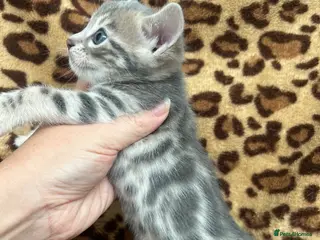 Bengal cats Beautiful Litter of Bengal Kittens - TICA Reg - Advert 7