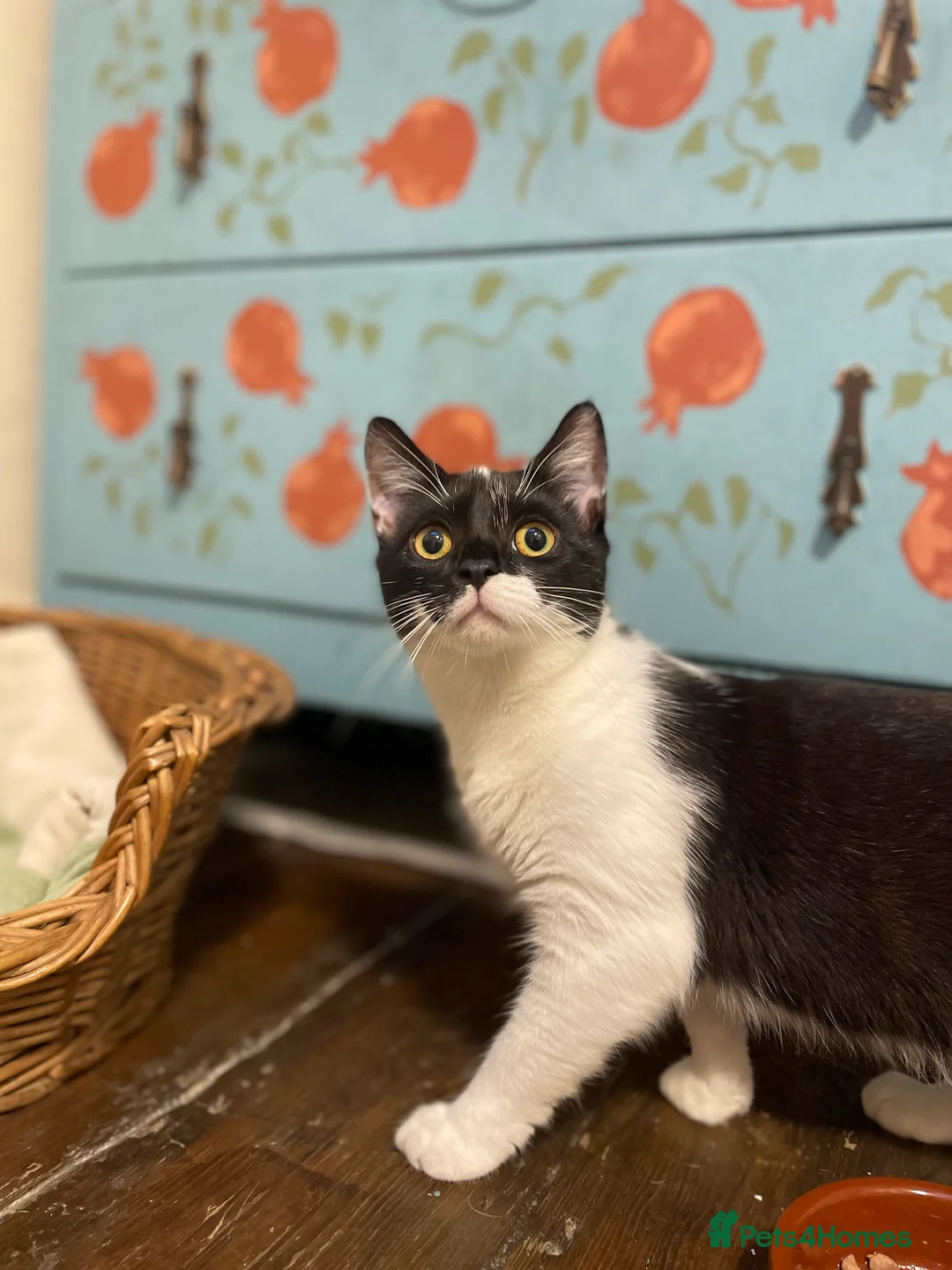 Domestic Shorthair cats for adoption: Chilli and Pepper, 8 month old sisters  in Basingstoke - Advert 2