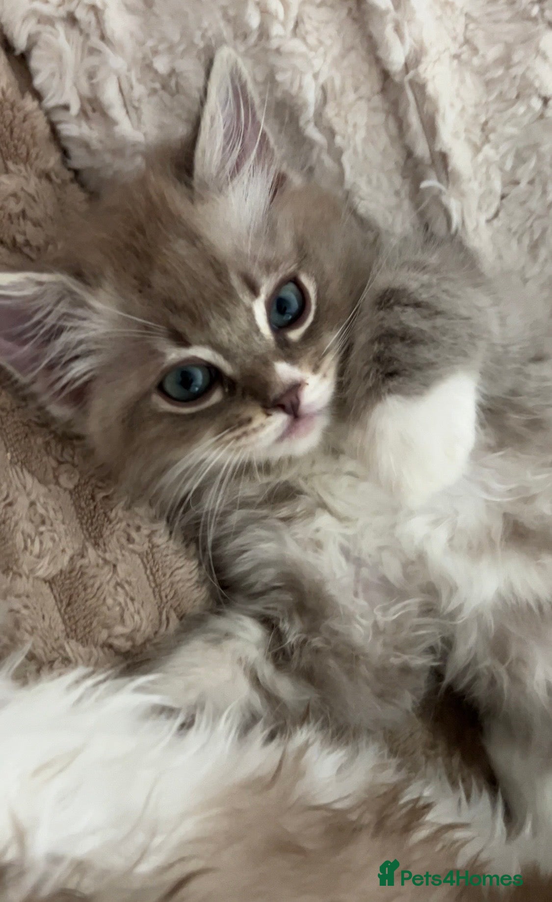 Ragdoll cats Mink & Sepia Cherubim Ragdolls TICA Pedigree  - Advert 2