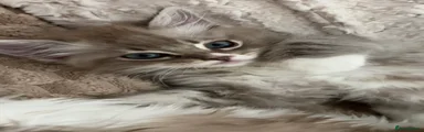 Zuki 