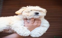 Mixed Breed dogs for sale: Fluffy Bichon Puppies – Friendly & Family Raised - Image 8