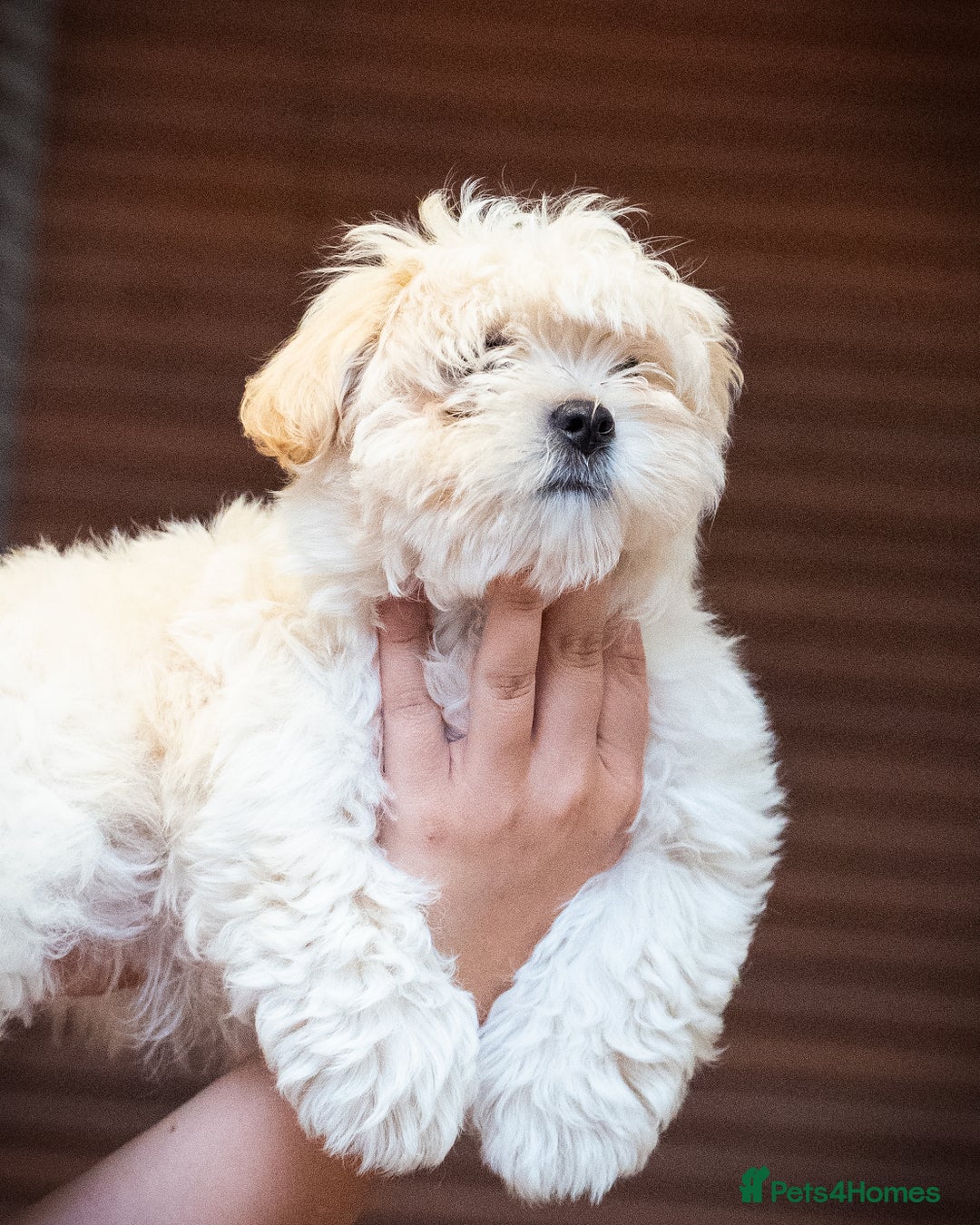 Mixed Breed dogs for sale: Fluffy Bichon Puppies – Friendly & Family Raised - Image 8