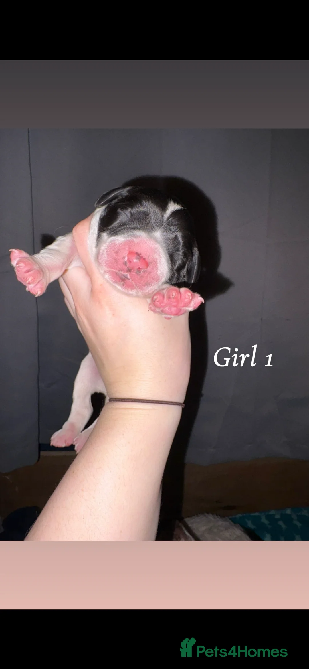 English Springer Spaniel dogs for sale: Beautiful KC English Springer Spaniels  in Stoke-on-Trent - Advert 2