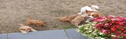 Cavapoo dogs for sale: Quality Health Tested F1 Toy Cavapoo Puppies - Advert 15