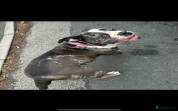 Old Tyme Bulldog dogs for sale: The amazing Lola  - Advert 4