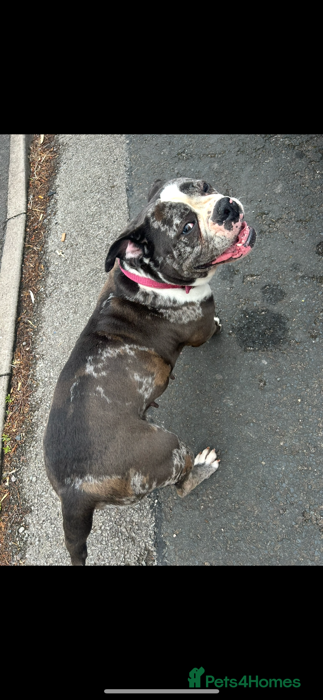 Old Tyme Bulldog dogs for sale: The amazing Lola  - Advert 4