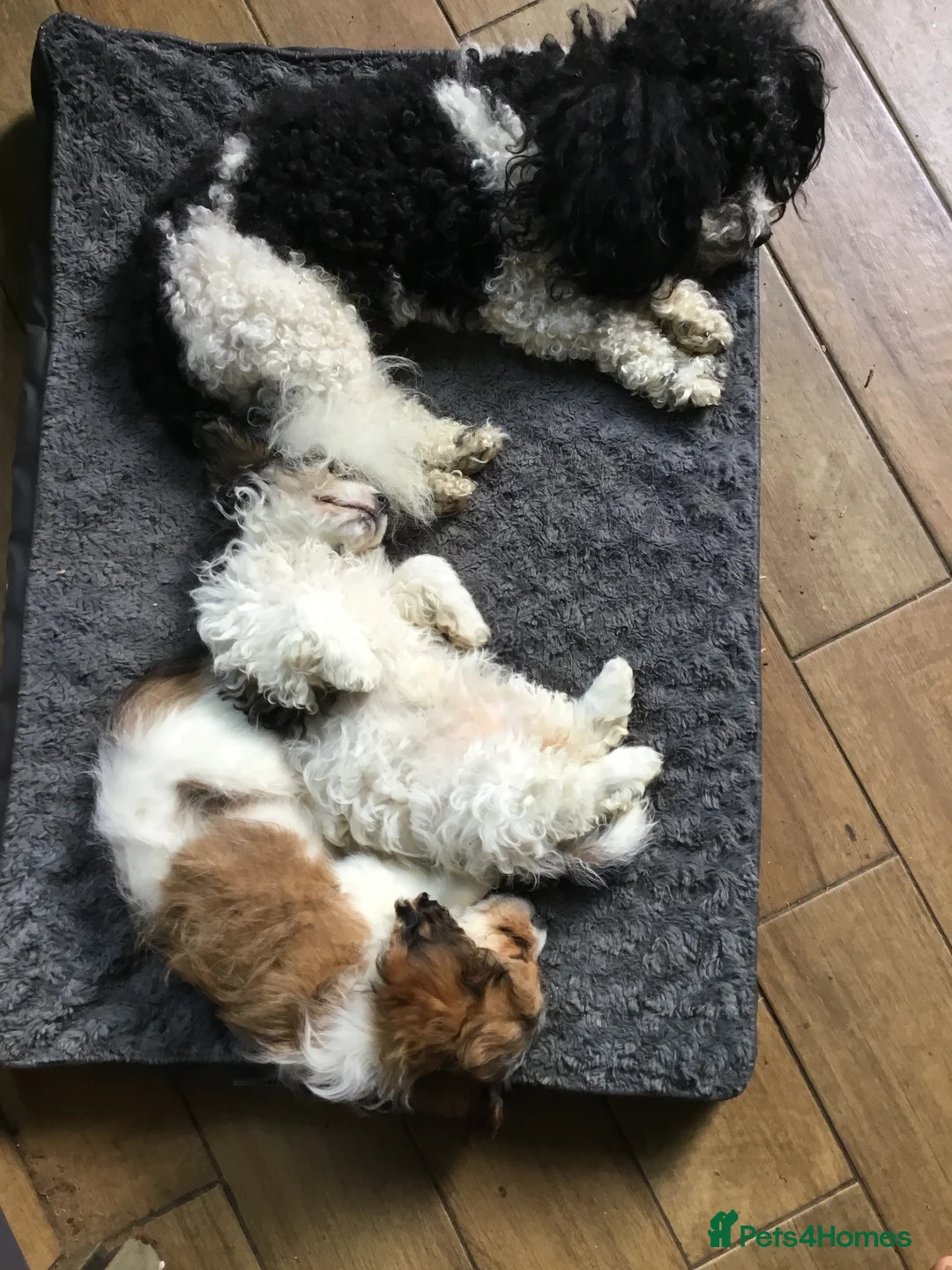 Toy Poodle dogs for stud: Gorgeous Black & White parti toy poodle in Saint Neots - Advert 12