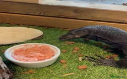 Monitor reptiles for sale: Black Dragon Asian Water Monitor  - Advert 4