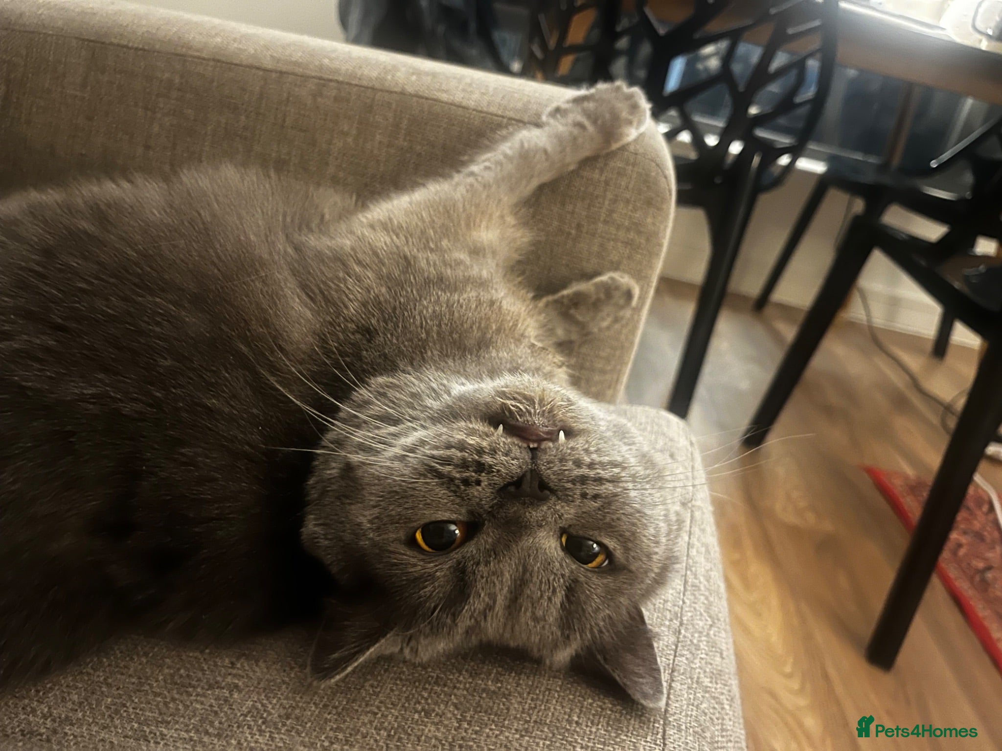 British Shorthair cats Gorgeous British Blue - Advert 1