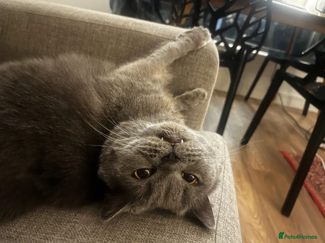 British Shorthair cats for sale: Gorgeous British Blue - Advert 1