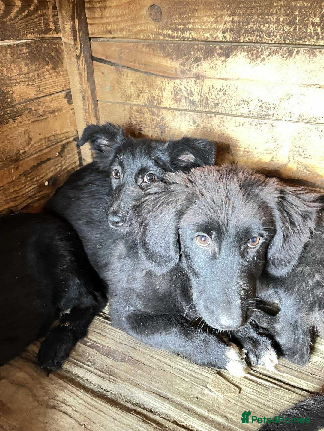 Mixed Breed dogs for adoption: Morgan - Ipswich Suffolk  - Advert 7