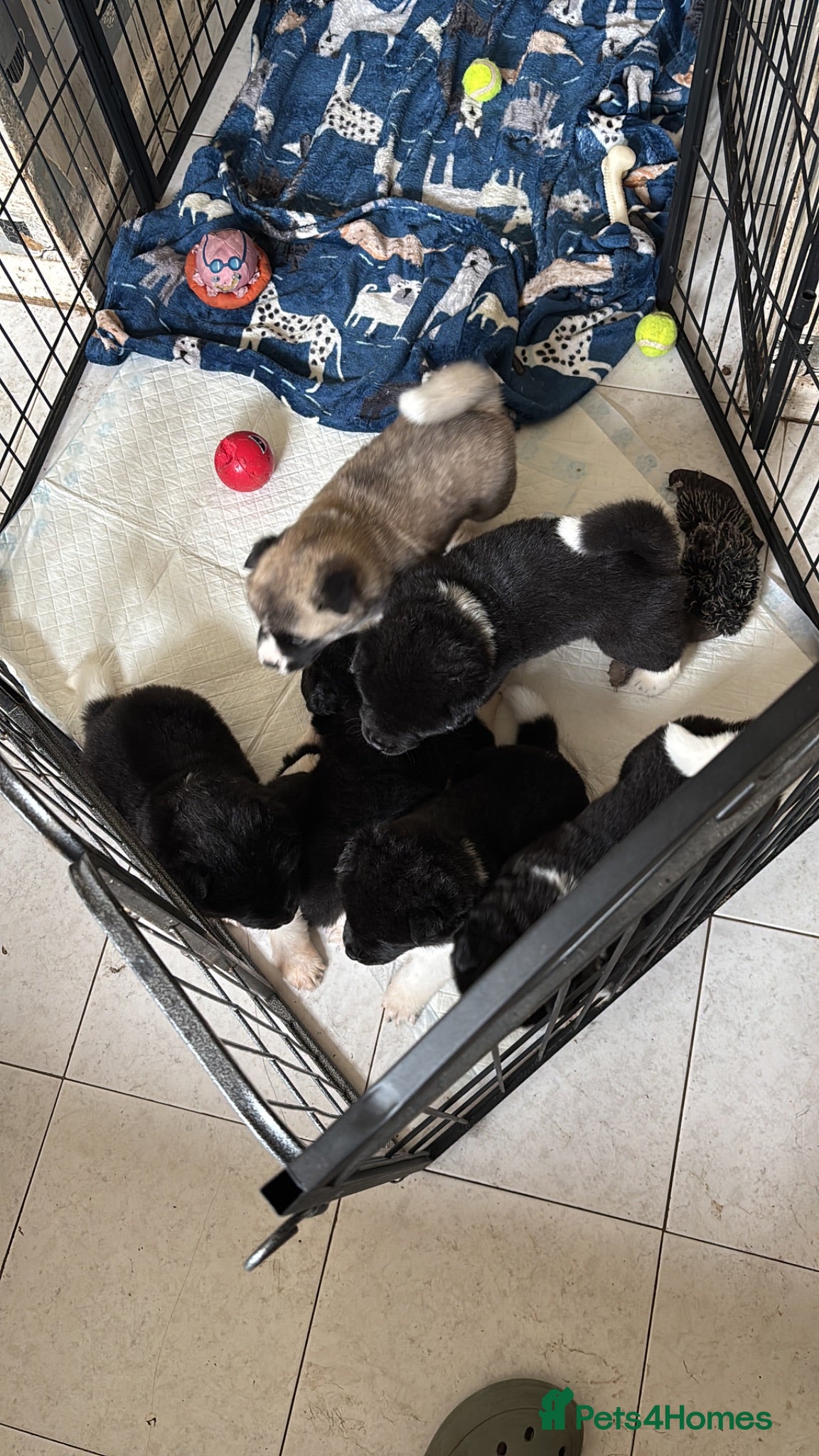 Akita dogs Adorable Akita Puppies looking for Forever Homes - Advert 1