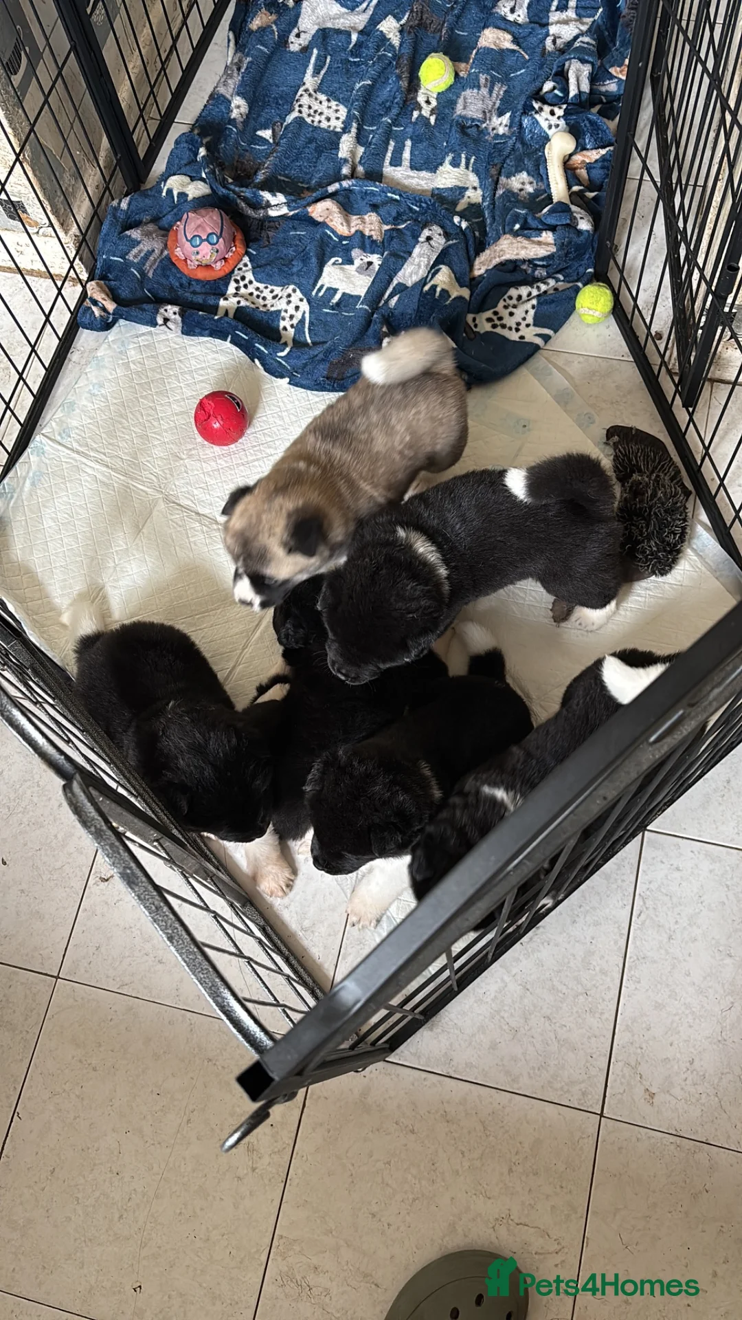 Akita dogs for sale: Adorable Akita Puppies looking for Forever Homes - Advert 1