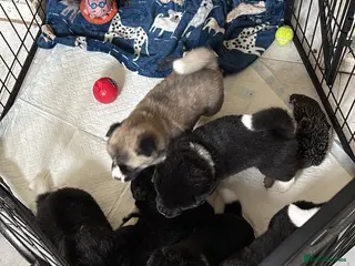 Akita dogs Amazing bundles of joy looking for Forever Homes - Advert 1