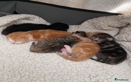 Domestic Shorthair cats for sale: 2 Ginger male kittens available  - Image 17