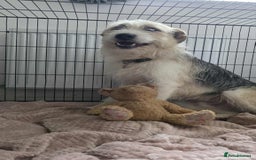 Mixed Breed dogs for adoption: Harley 💙 ( & brother Hershey )  - Advert 8