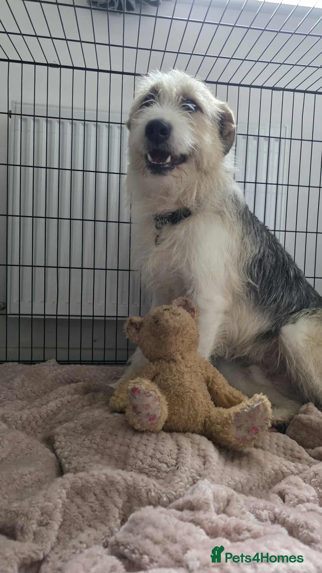 Mixed Breed dogs for adoption: Harley 💙 ( & brother Hershey )  - Advert 8