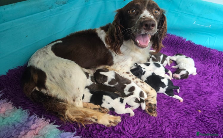 English Springer Spaniel dogs - Advert 3
