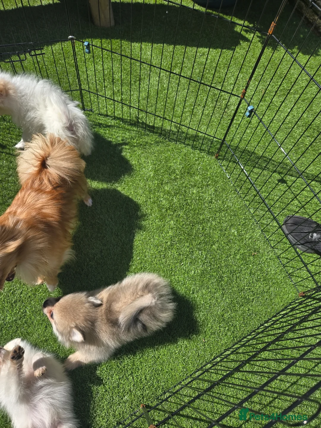Pomeranian dogs for sale: Kate  in London - Advert 1