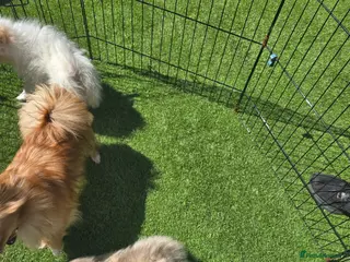 Pomeranian dogs Kate - Advert 17