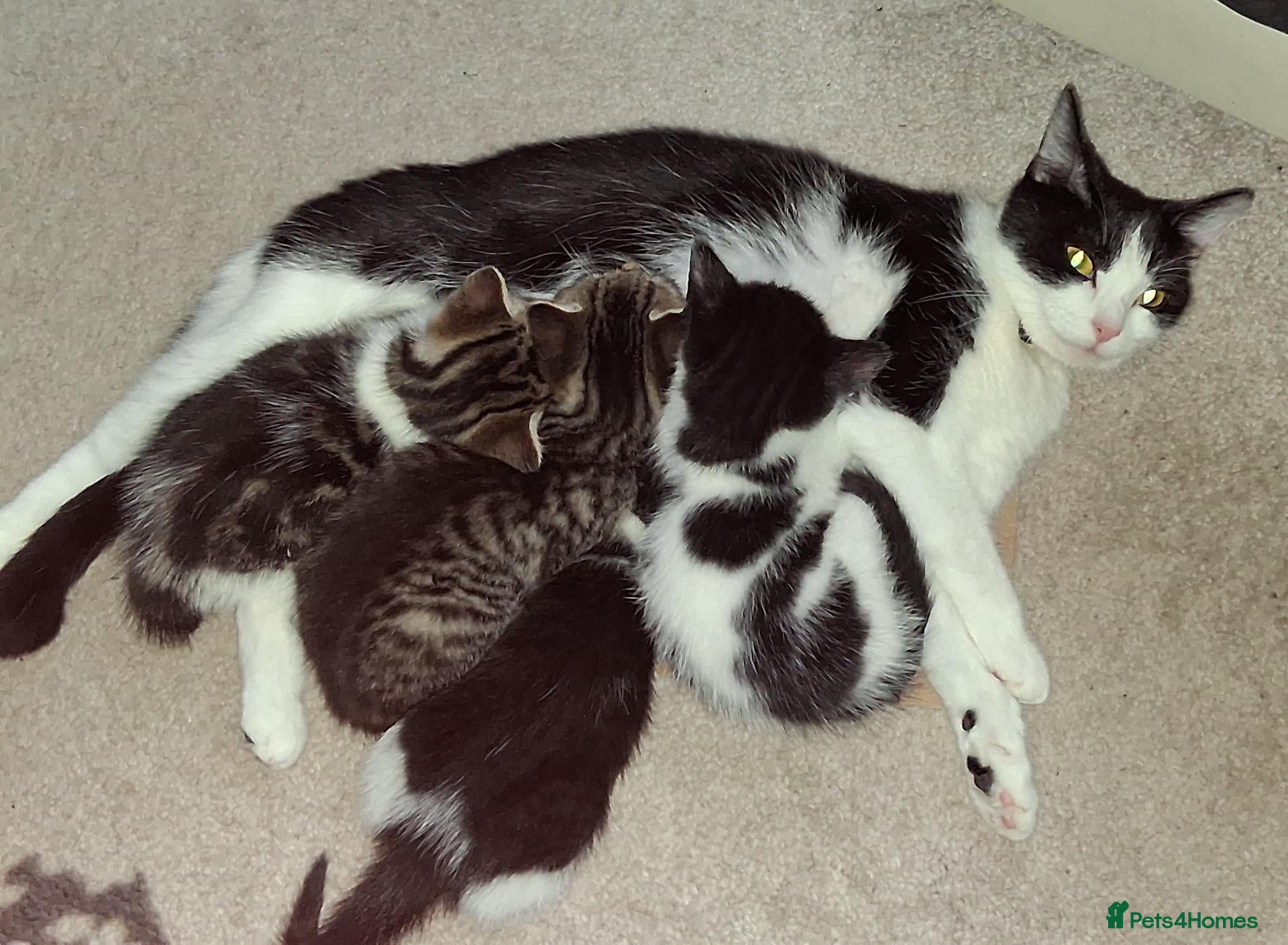 British Shorthair cats Kissy, Scampy , Lovey , Blackey and Panda - Advert 1