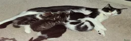 British Shorthair cats for sale: Kissy, Scampy , Lovey , Blackey and Panda in Alderley Edge - Advert 1