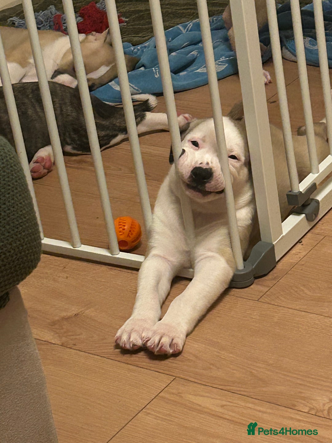 Mixed Breed dogs for sale: American bulldog x bullmastiff puppies - Advert 11