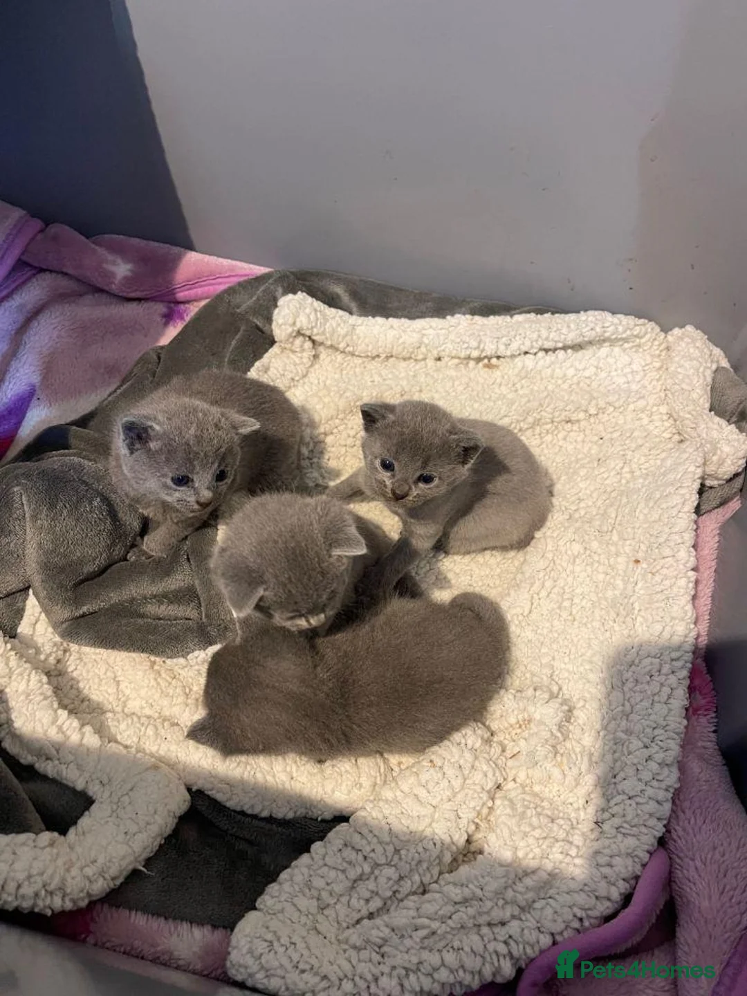 Russian Blue cats for sale: purebred Russian Blue kittens for sale  - Advert 2
