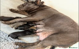 French Bulldog dogs for sale: Beautiful French bulldog  - Advert 12