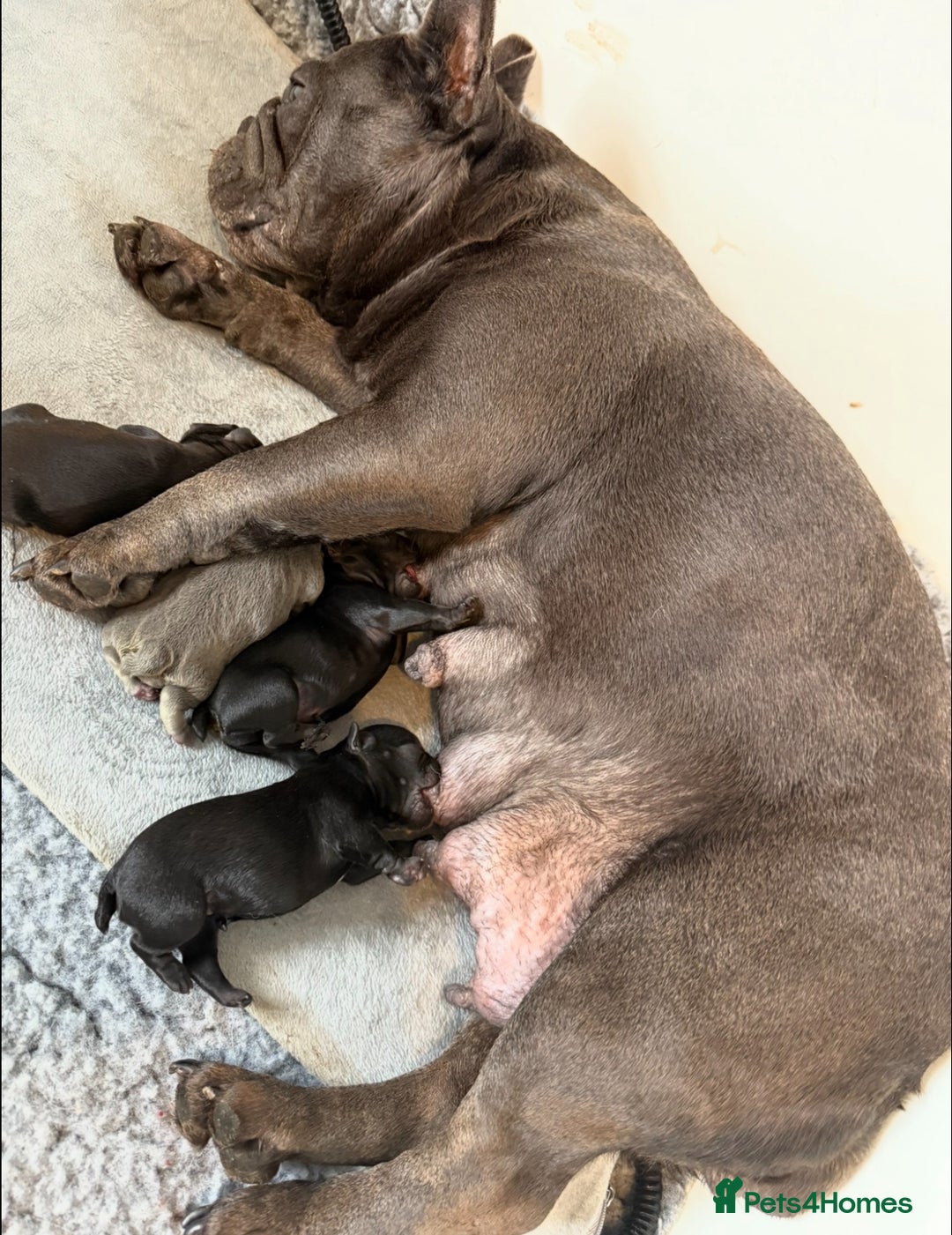 French Bulldog dogs for sale: Beautiful French bulldog  - Advert 12