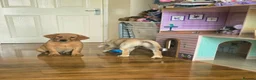 Labrador Retriever dogs for sale: READY NOW!!! KC registered Labrador Retriever  - Advert 5