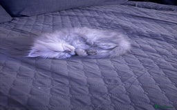 Persian cats for sale: Persian Grey kitten male and female - Image 18