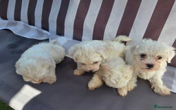 Maltese dogs for sale: Maltese puppies  - Image 8