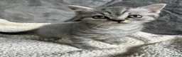 British Shorthair cats for sale: Lilac silver tabby kitten s  - Advert 3