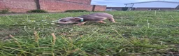 English Bulldog dogs for sale: Fully Vaccinated Ready To leave English Bulldog - Advert 10