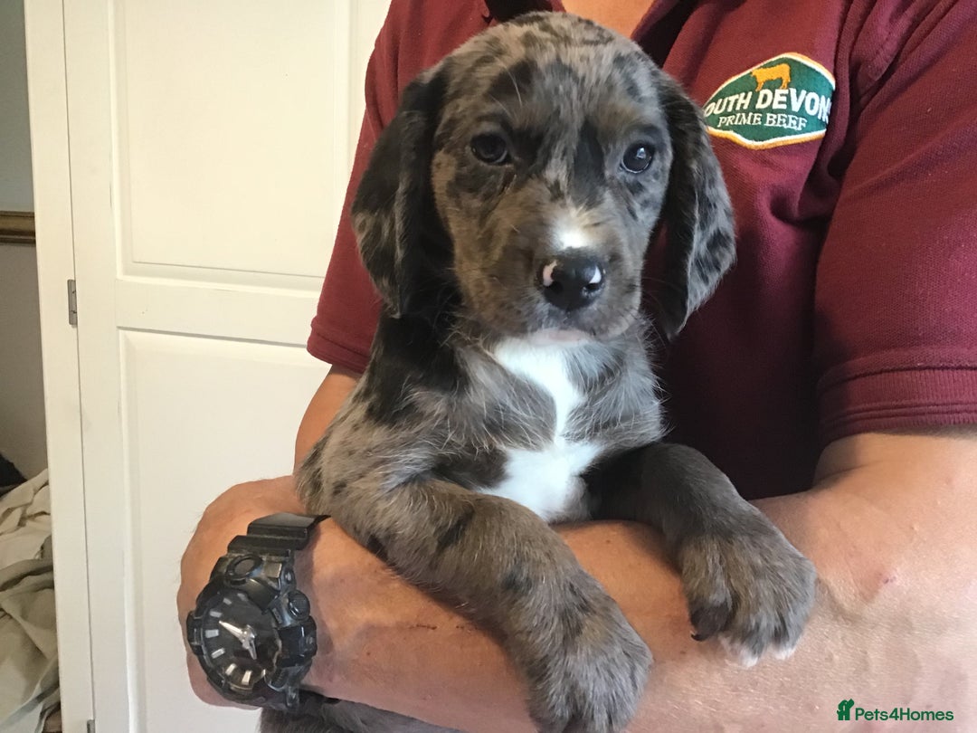 Cockerdor dogs for sale: Superb Quality Cockador Puppies, SHROPSHIRE  - Image 16