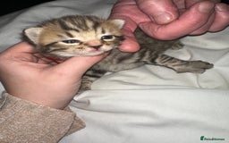 Bengal cats for sale: Stunning bengal x bsh kittens  - Advert 26