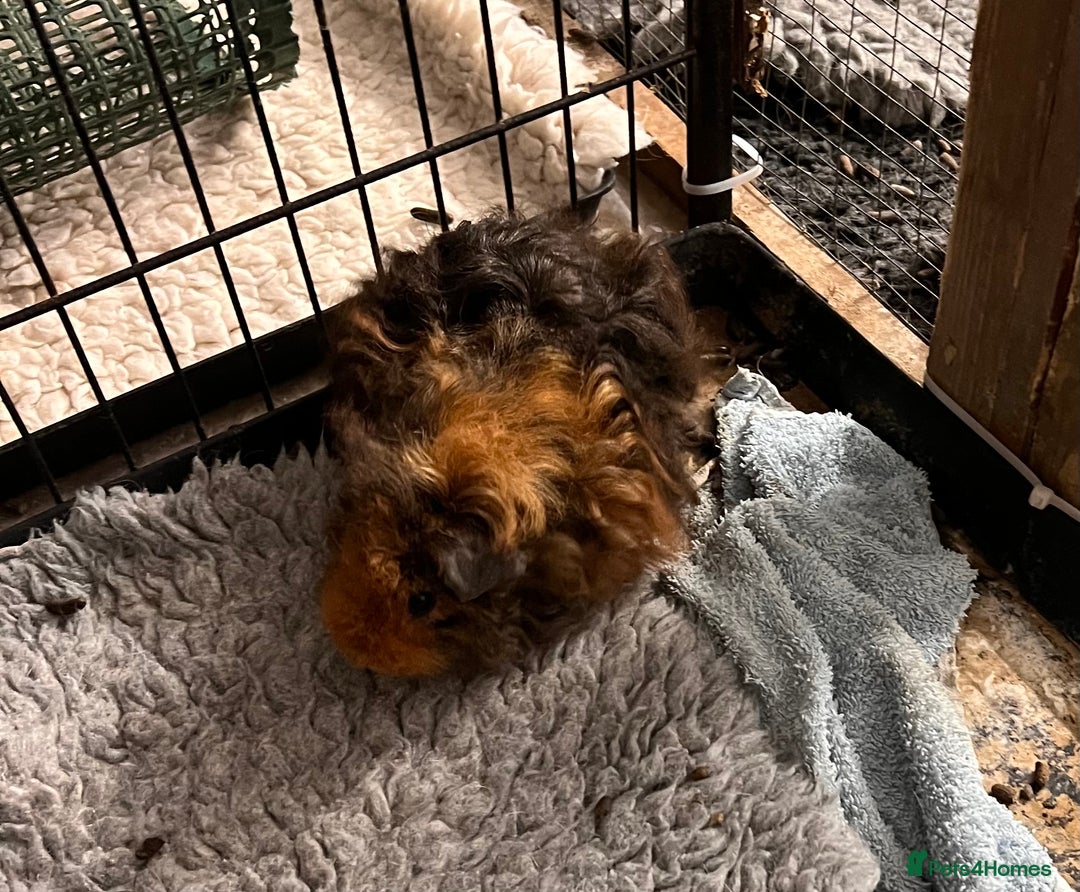 Guinea Pig rodents for sale: Two pairs of bonded Texel and Lunkarya boys - Advert 7