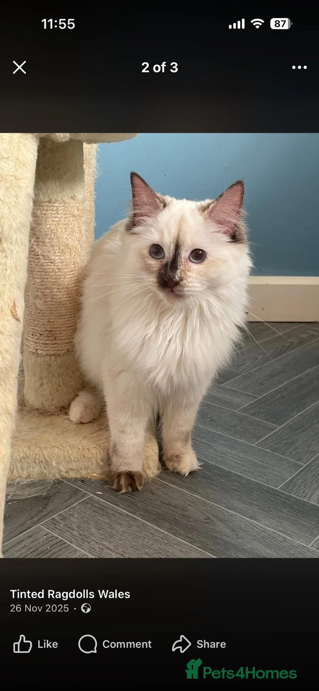 Ragdoll cats for sale: Ragdoll female un neutered tica and gccf  - Advert 5