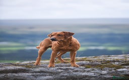Labrador Retriever dogs for stud: Striking KC Fox Red Labrador Available for Stud  - Image 3