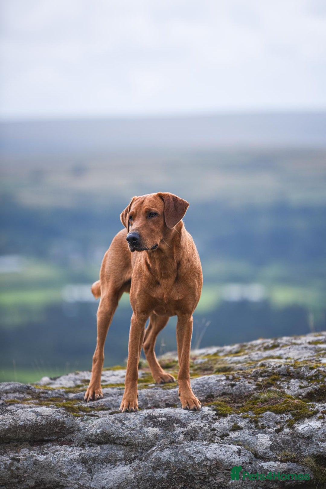 Labrador Retriever dogs for stud: Striking KC Fox Red Labrador Available for Stud  - Image 3