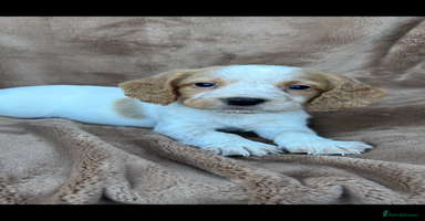 Cocker Spaniel dogs - Advert 4