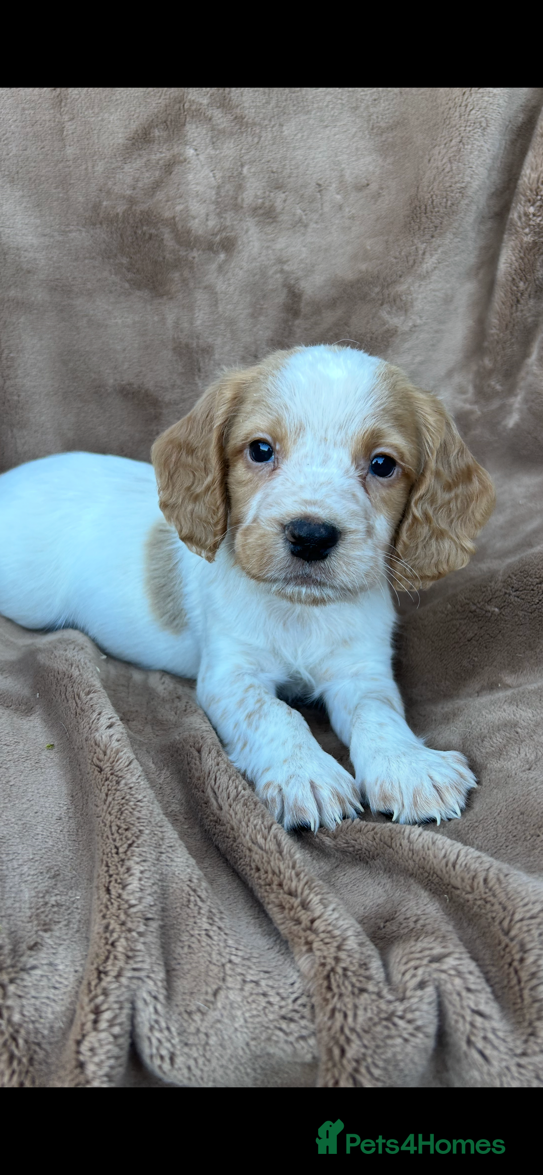 Cocker Spaniel dogs for sale: Gorgeous kc registered cocker spaniel puppies - Image 2