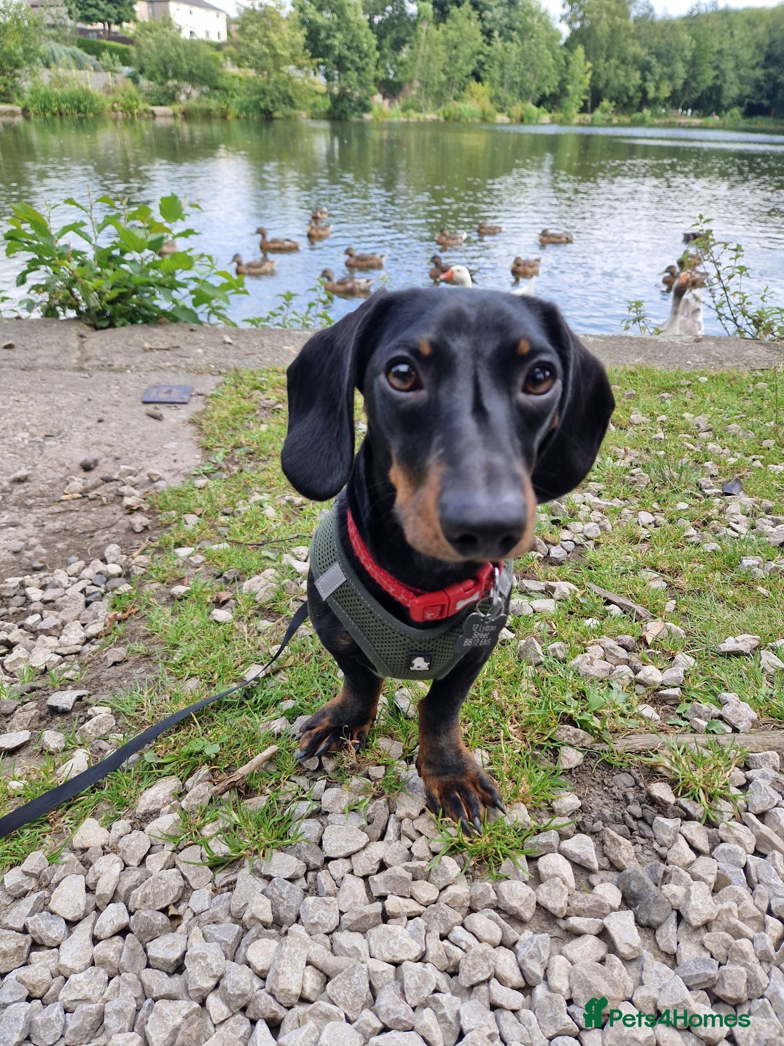 Dachshund dogs Dachshund Milo - Advert 12