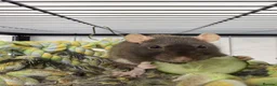 Rat rodents for sale: 3 female rats with everything you need - Advert 3