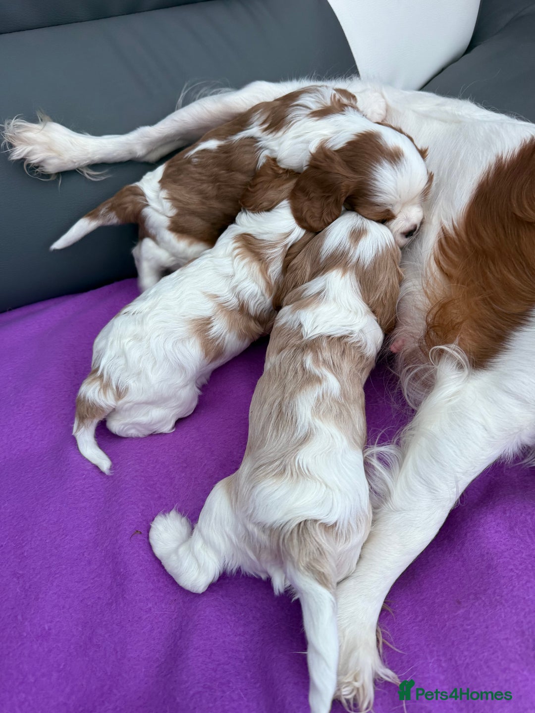 Cavalier King Charles Spaniel dogs for sale: Adorable Cavalier King Charles Spaniel  - Advert 16