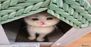 British Shorthair cats - Advert 10