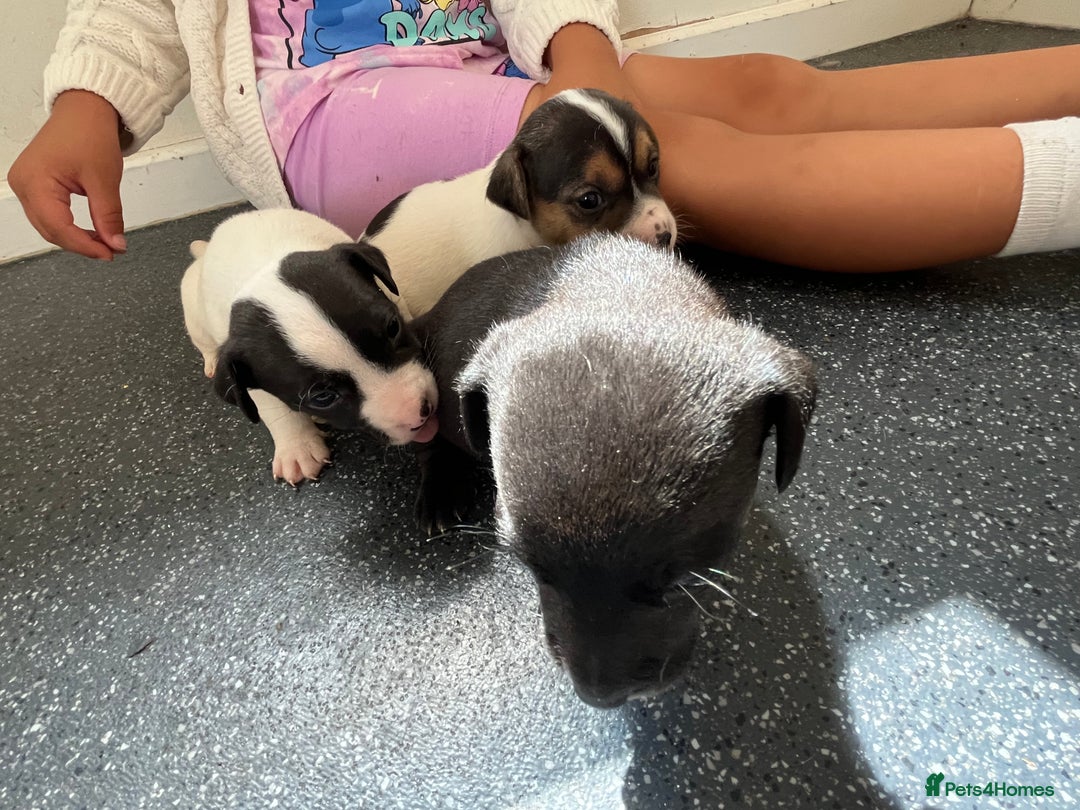 Jack Russell dogs for sale: 2 puppies for sales - Image 24